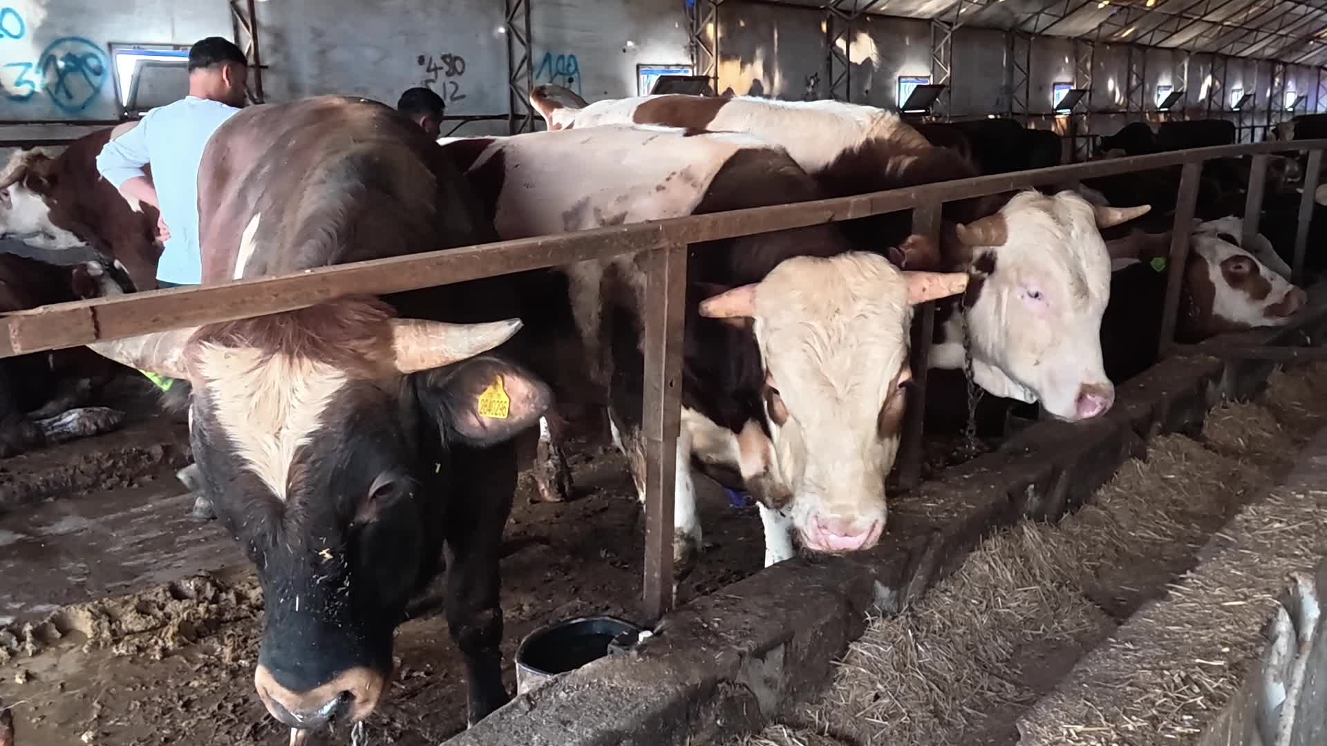 Yozgat Veteriner Odası’ndan kurbanlık uyarısı: "Hayvan veteriner hekim kontrolünde kesilmezse sağlıklı olması şüphelidir"