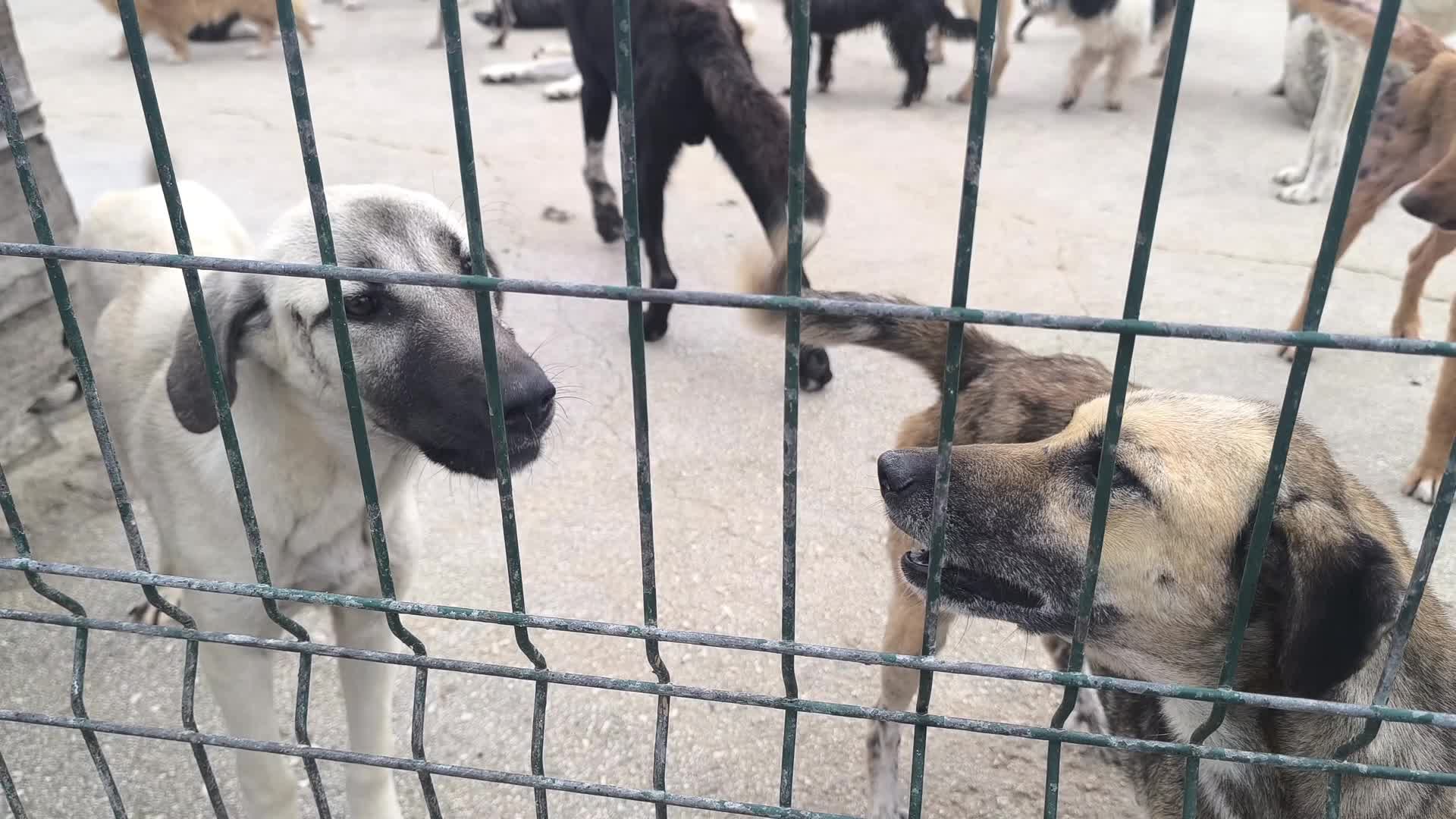 Kadirli'de belediye barınağındaki köpeklere aşevinin artan yemekleri veriliyor