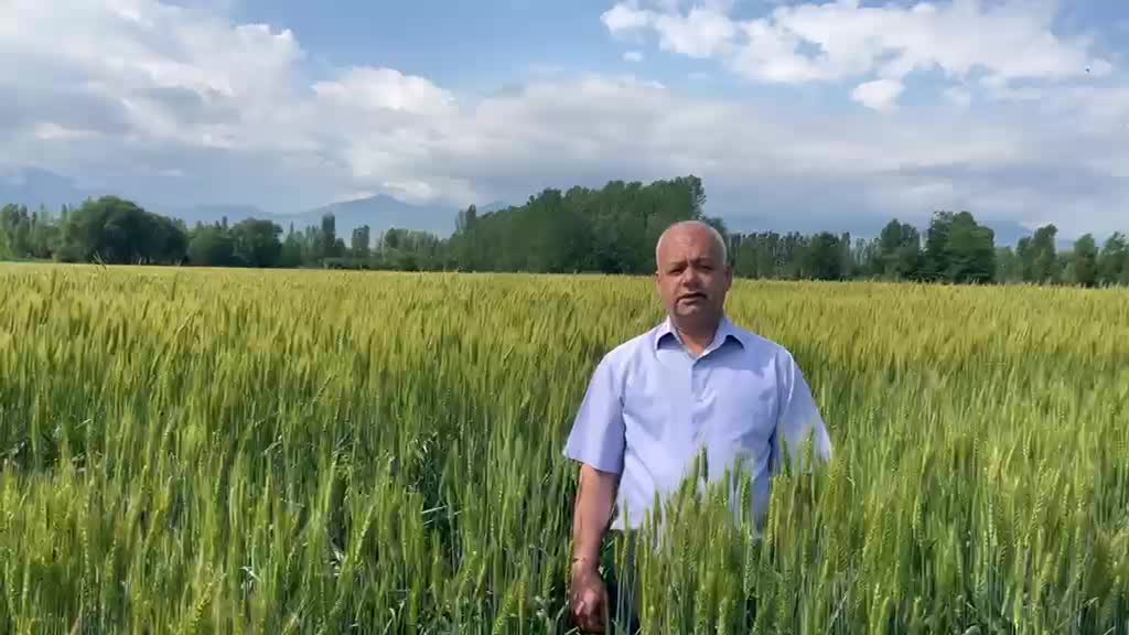 Iğdır Ziraat Odası Başkanı Bağrı’dan TMO’nun hububat alım fiyatına tepki: “Fiyatlar revize edilmeli”