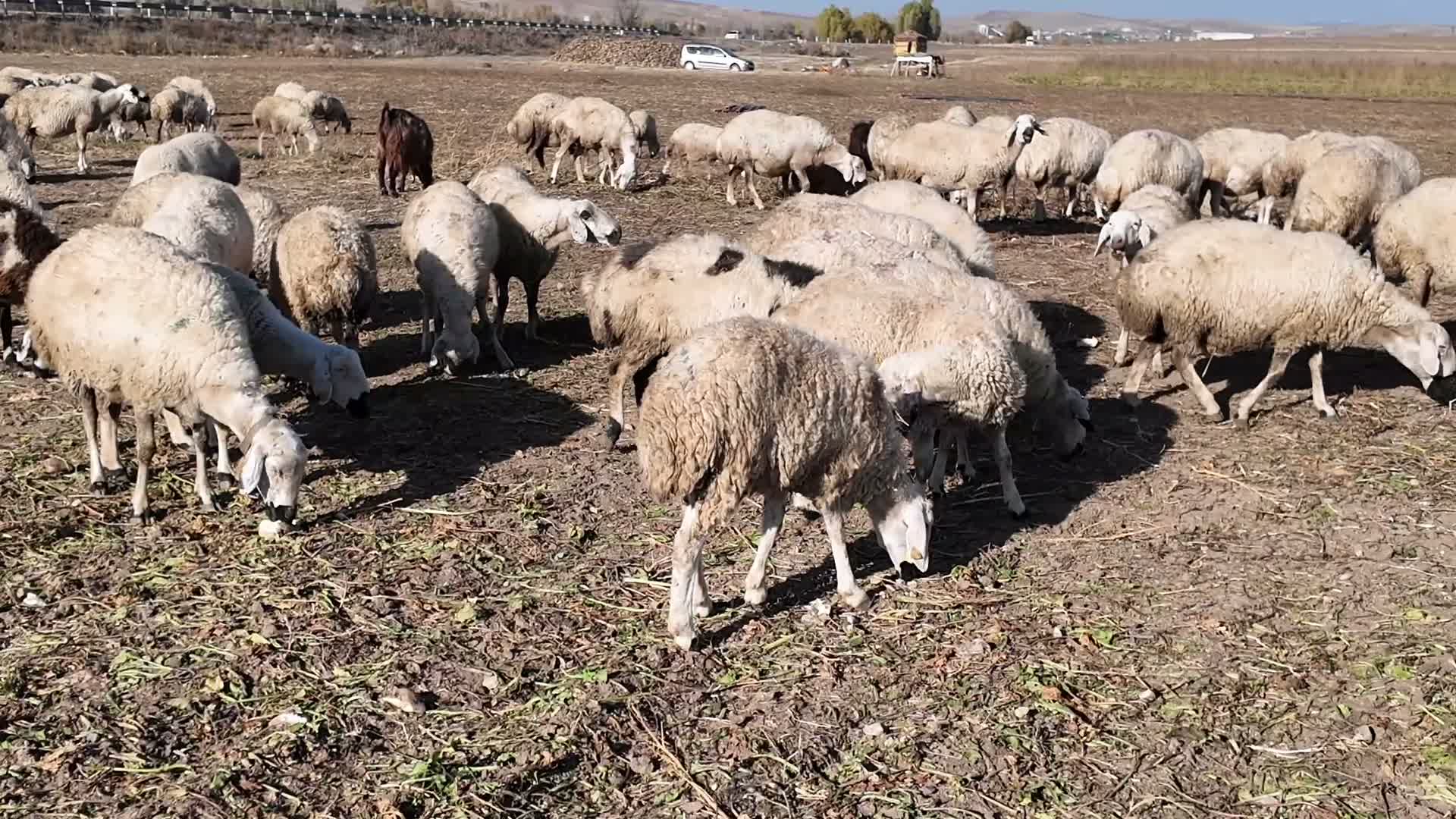 Yozgat'ta besicilere küçükbaş hayvan desteği