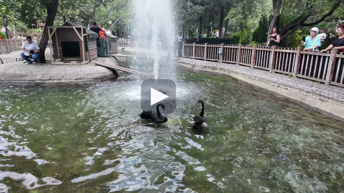 Kuğulu Park'ta 4 yeni yavru ile kuğu sayısı 18'e yükseldi