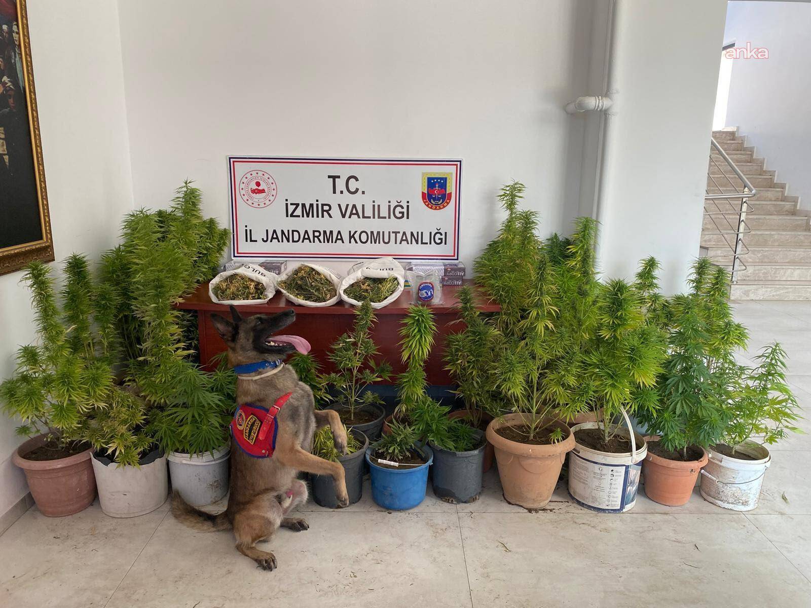 İzmir’de Jandarmadan uyuşturucu operasyonu: 8 kilo 339 gram esrar ele geçirildi
