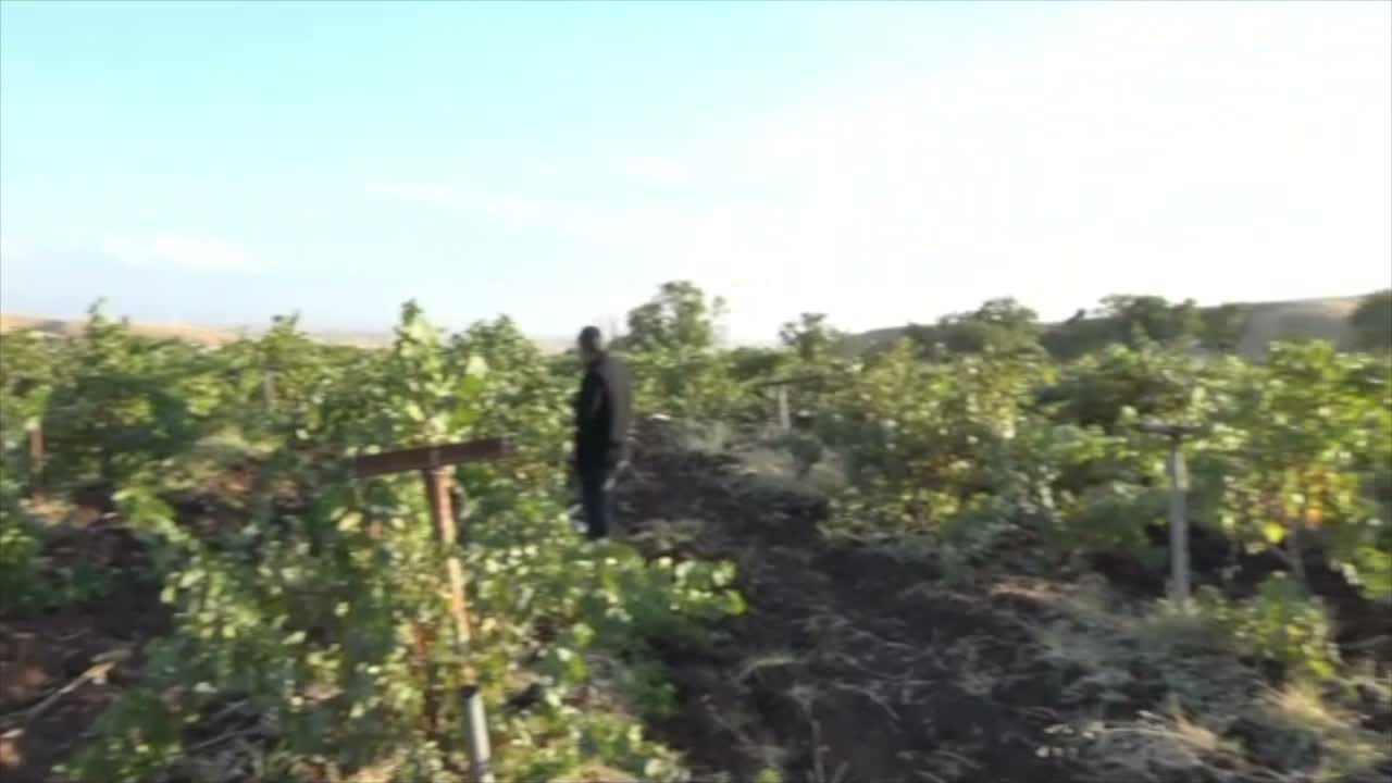 Diyarbakır’da bağ bozumu mesaisi başladı