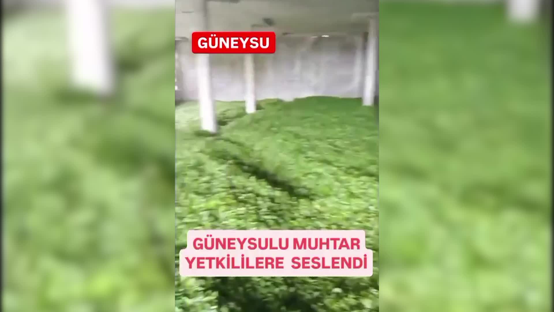 Rize Güneysu’da çay alım merkezleri kilitlendi, üretici tepkili