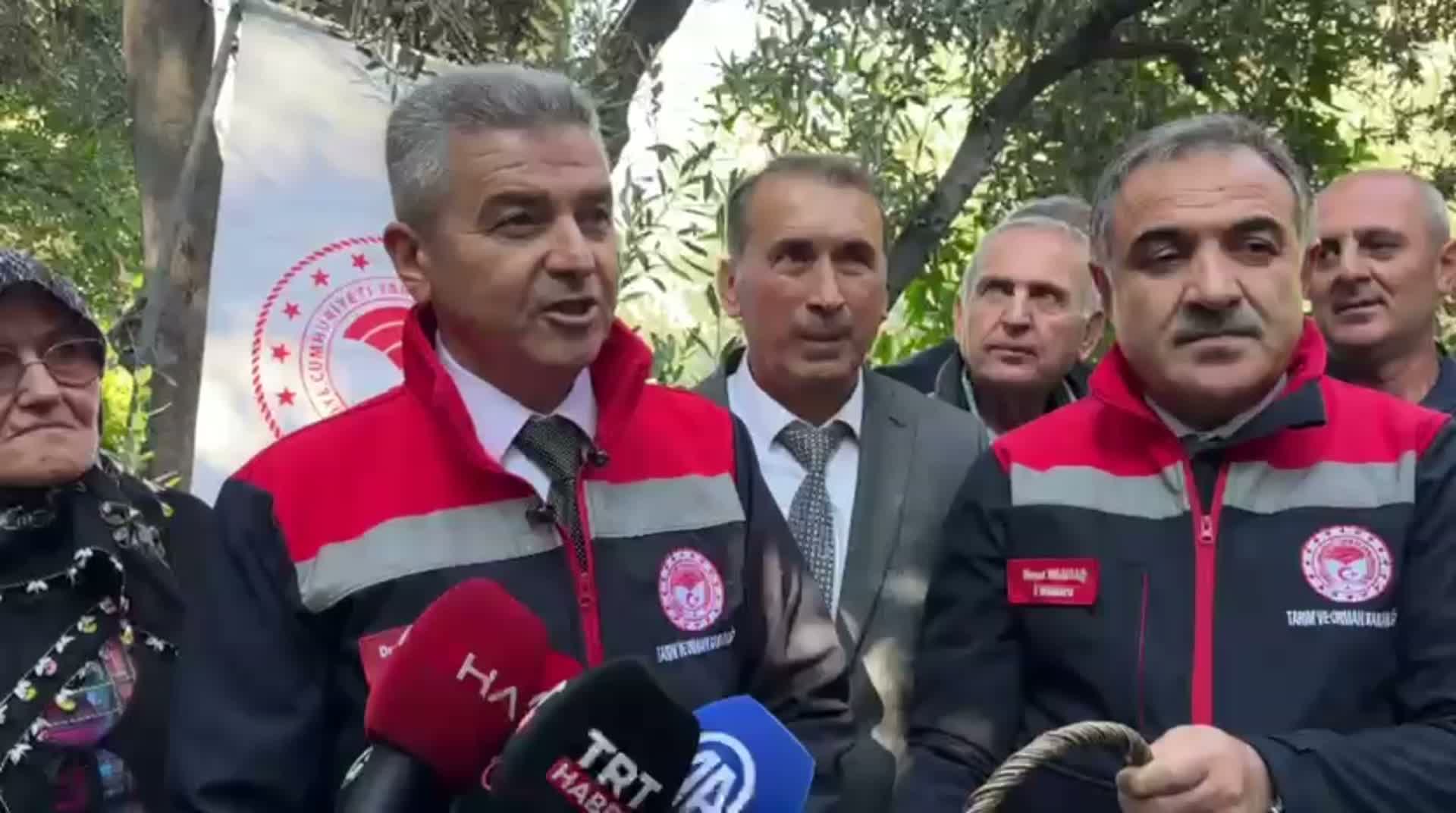 Artvin Valisi Ergün: “Butko zeytininde Artvin’de 700 ton rekolte bekliyoruz”