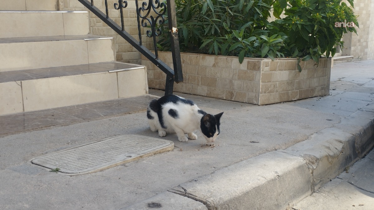 Toplatma tartışmalarının gölgesinde Karataş'ta "Kedi Mahallesi" projesi