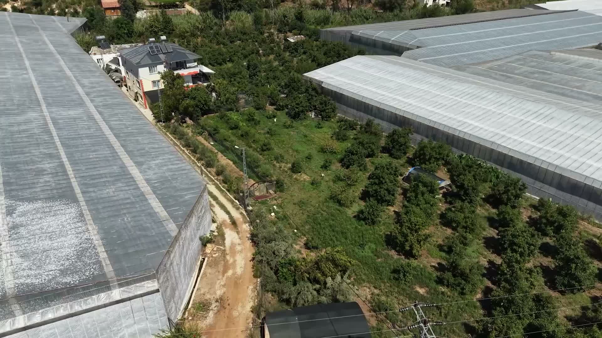Mersin’de avokado üreticisine yüzde 50 hibeli fidan desteği