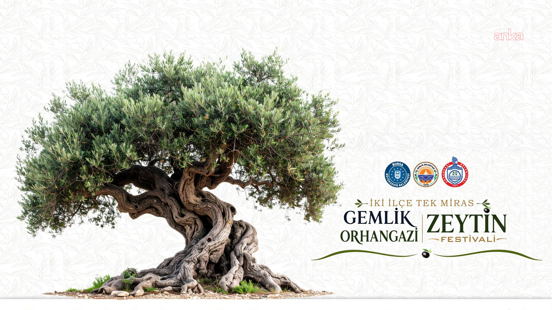“İki İlçe, Tek Miras”... Gemlik-Orhangazi Zeytin Festivali için geri sayım başladı