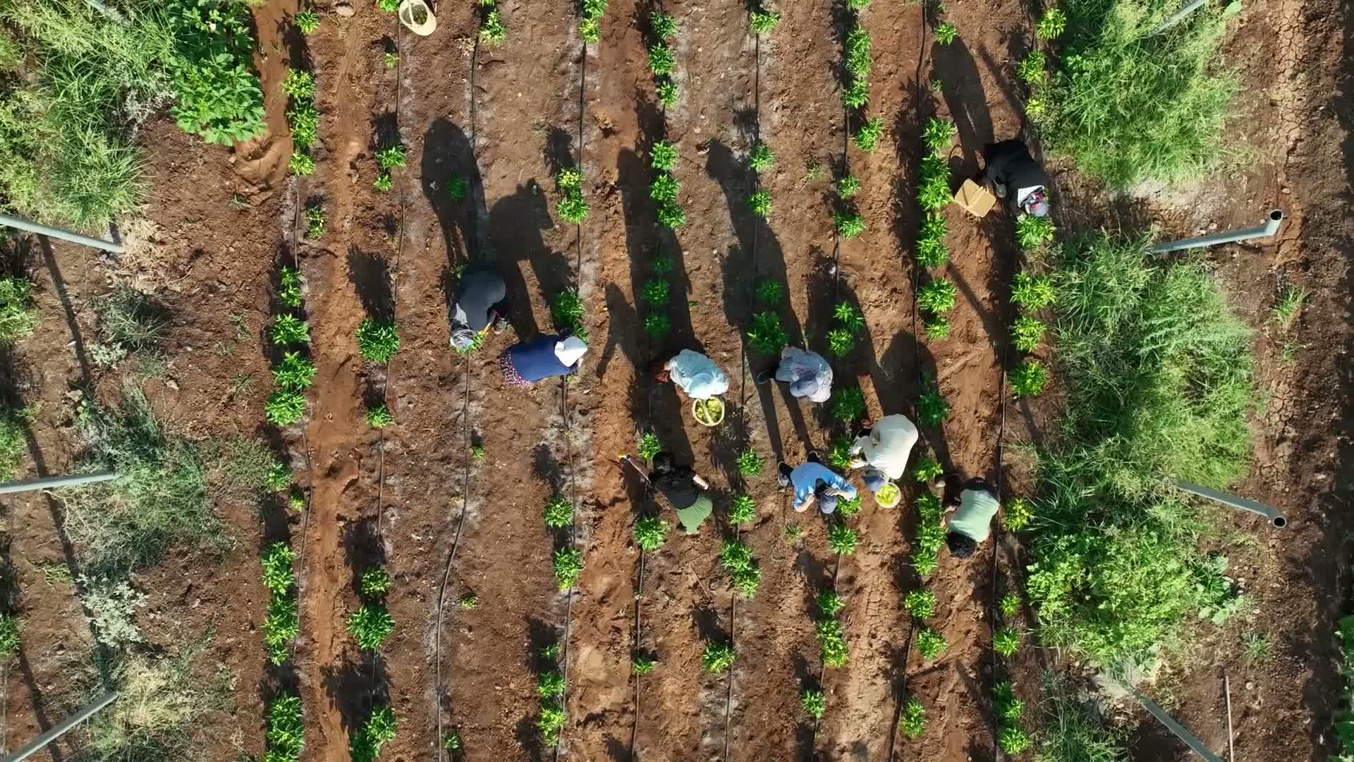 Diyarbakır’da Komün Kent Bostanları’nda ilk hasat yapıldı