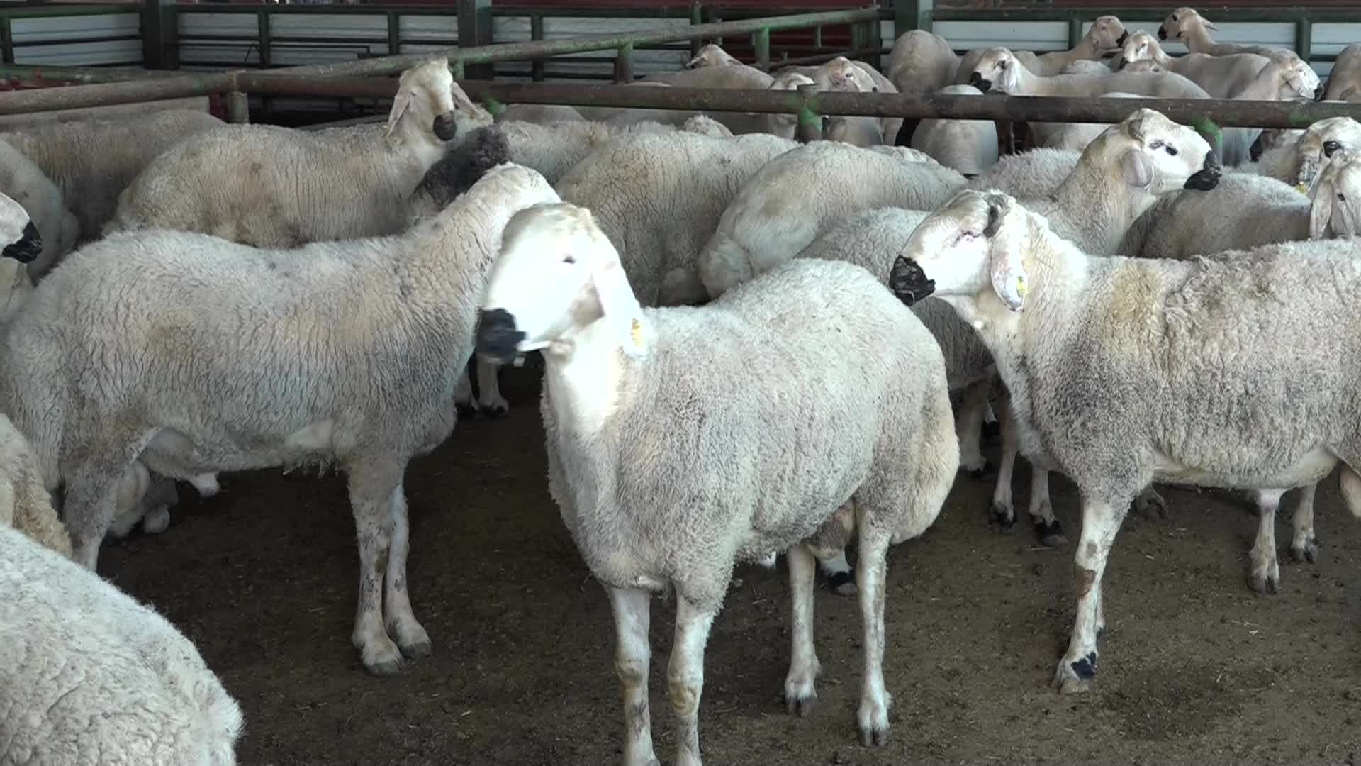 Kurban Bayramı öncesi Malatya Hayvan Pazarı’nda denetimler artırıldı