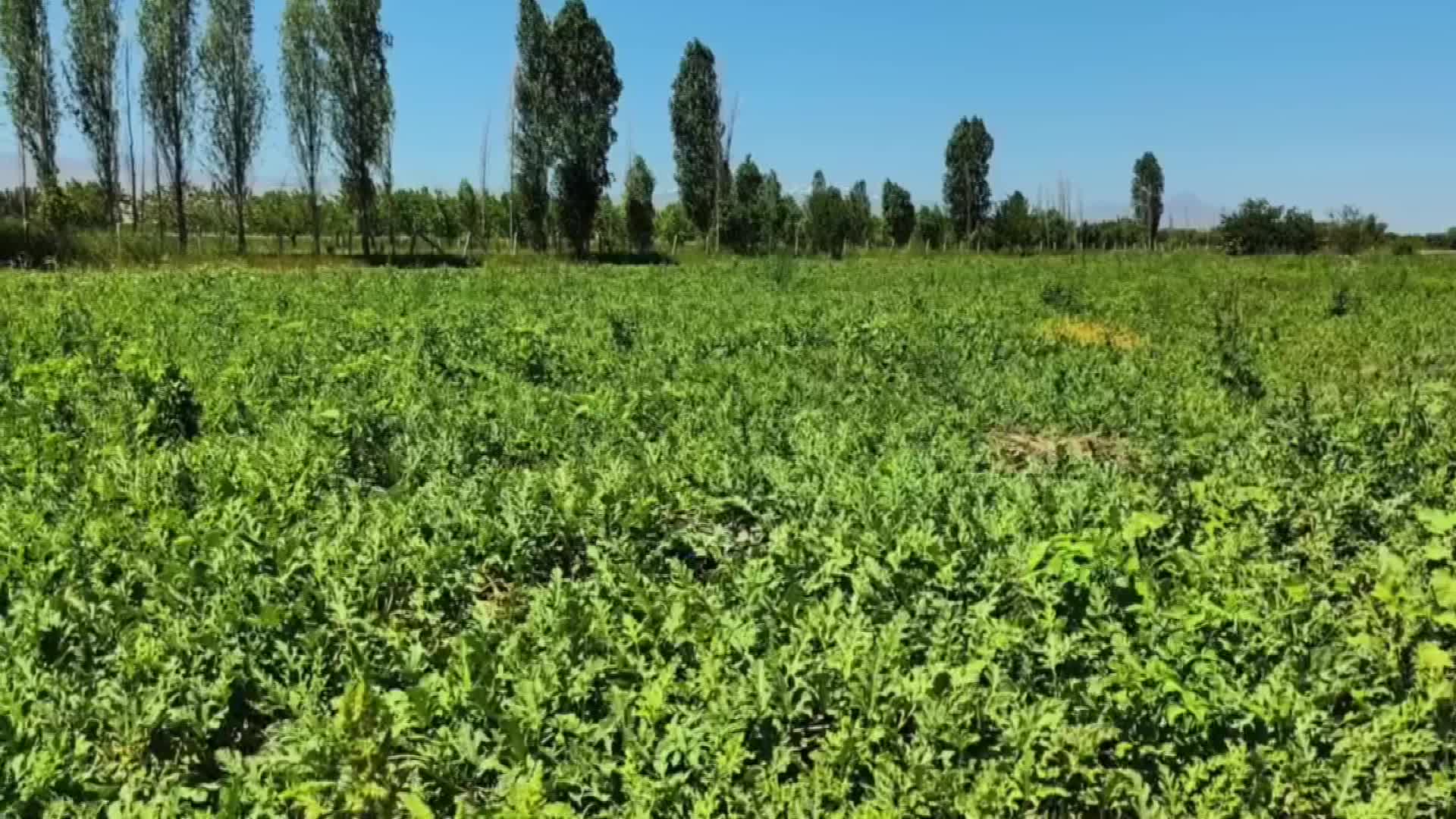 Doğu Anadolu Bölgesi'nde ilk karpuz hasadı yapıldı
