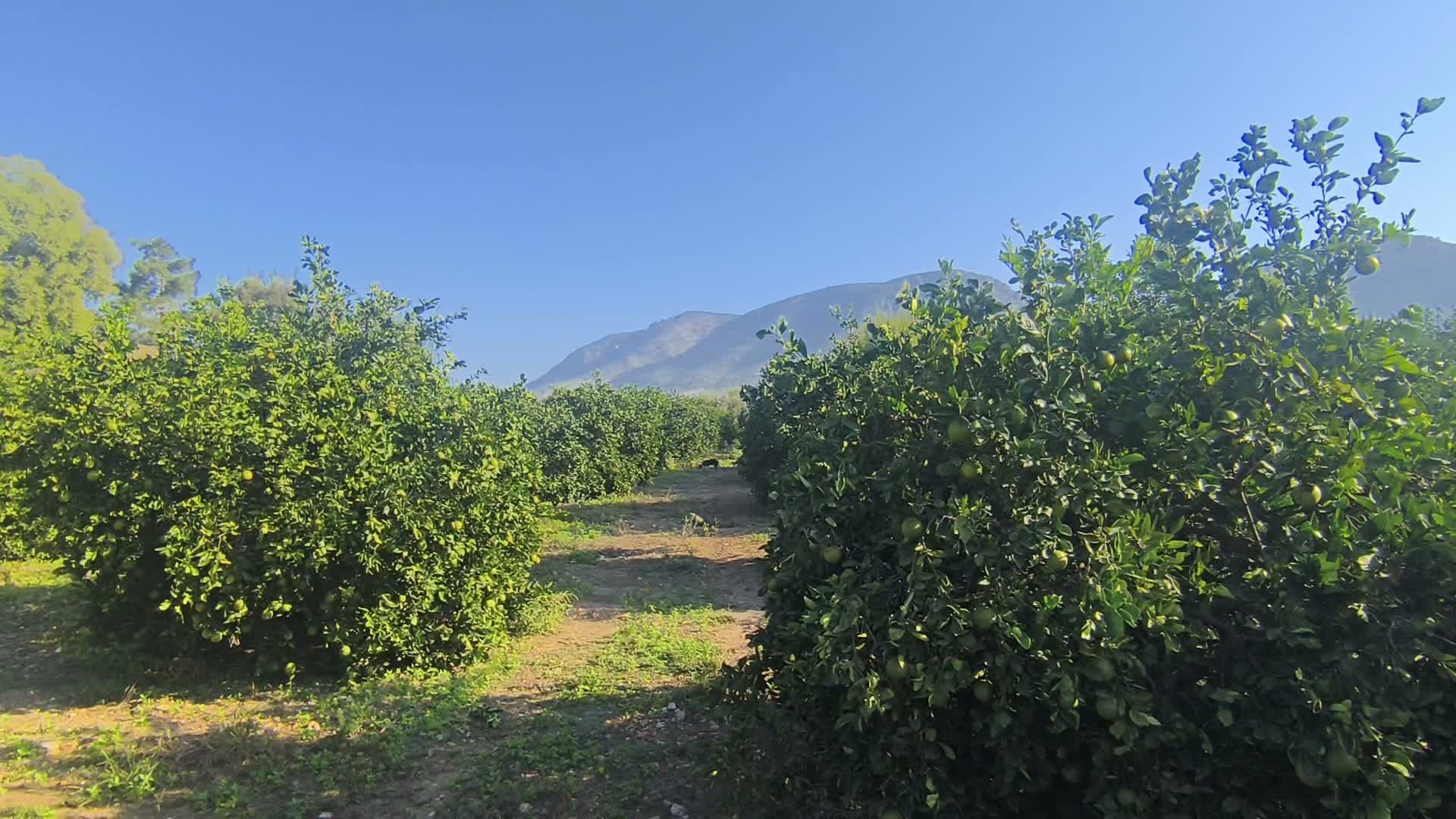 Kozanlı limon üreticisi: "Aldığım ilacın parasını, sattığım limondan karşılayamıyorum"
