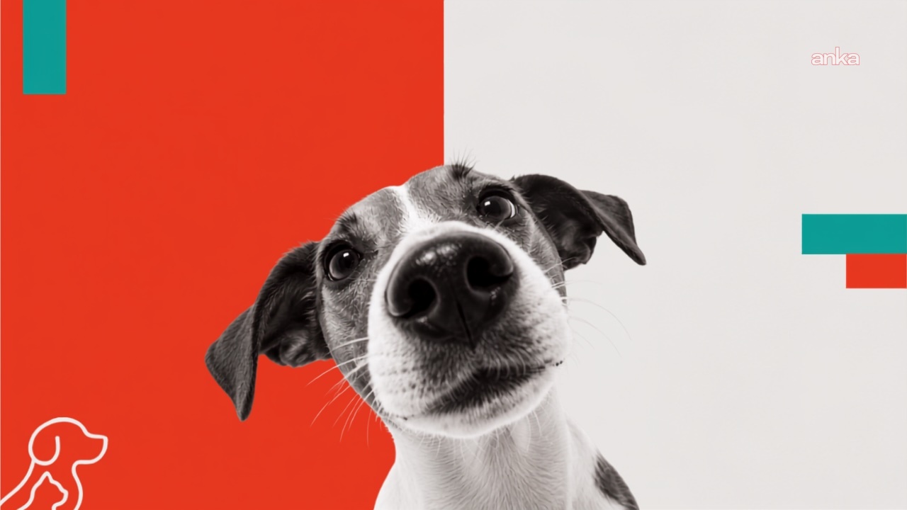 Hipaw, patili dost ailelerinin ihtiyaçlarını dijitalde bir araya getiriyor