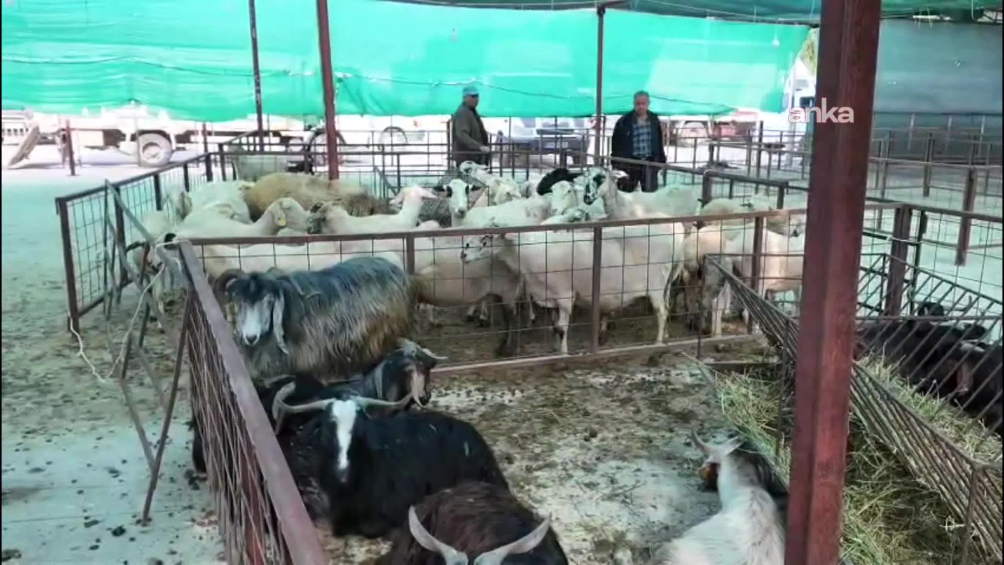 Nazilli Hayvan Pazarı'nda Kurban Bayramı hazırlığı... Alım gücü düştü, fiyatlar yükseldi