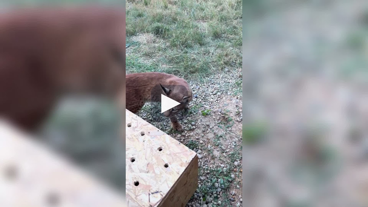Hamzabeyli Sınır Kapısı'nda iki vaşak ve iki serval kedisi ele geçirildi