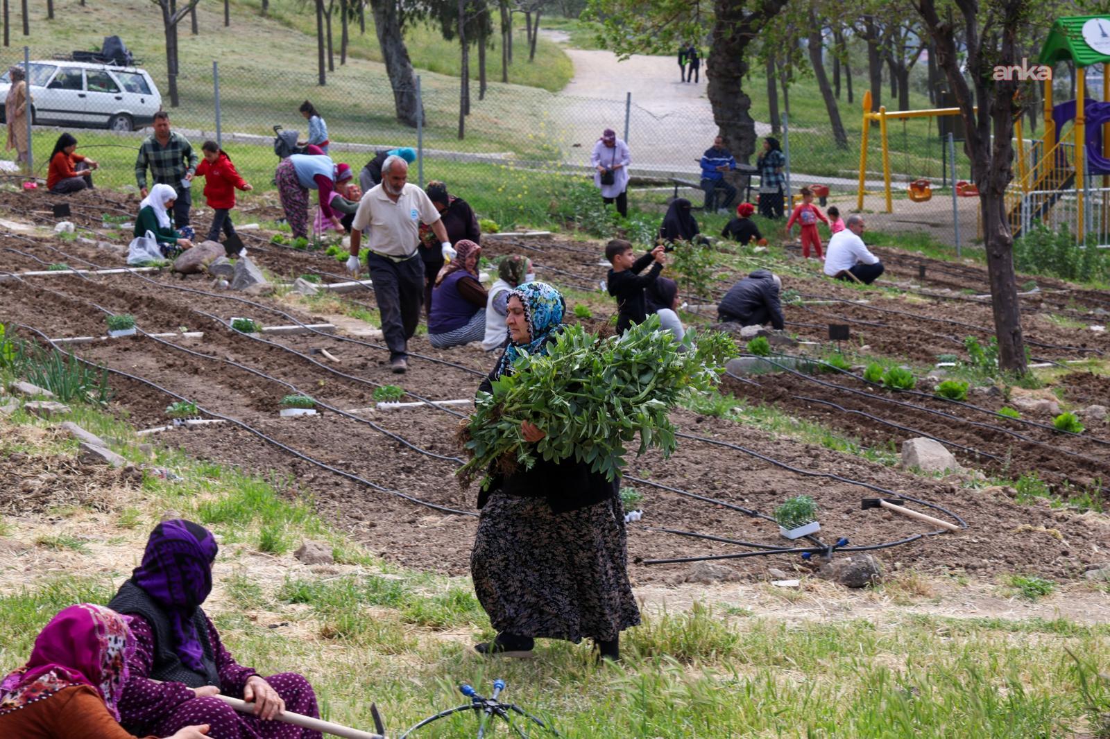 İzmir’in Mahalle Bostanları’nda yaz hasadı... Kadınlar hem üretiyor hem kazanıyor