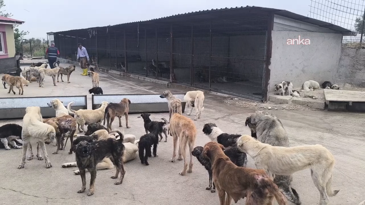 Köyceğiz ve Narman belediye başkanlarına soruşturma izni: Gerekçe sokak köpeği