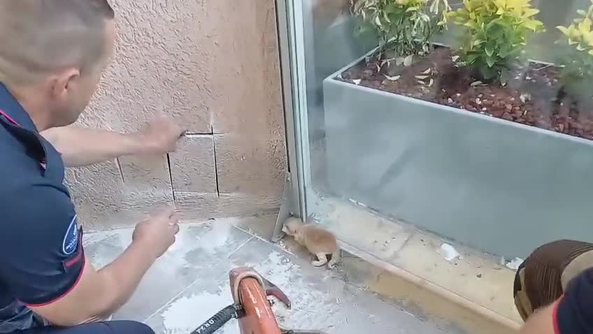 Duvara sıkışan iki yavru kediyi İstanbul İtfaiyesi ekibi kurtardı