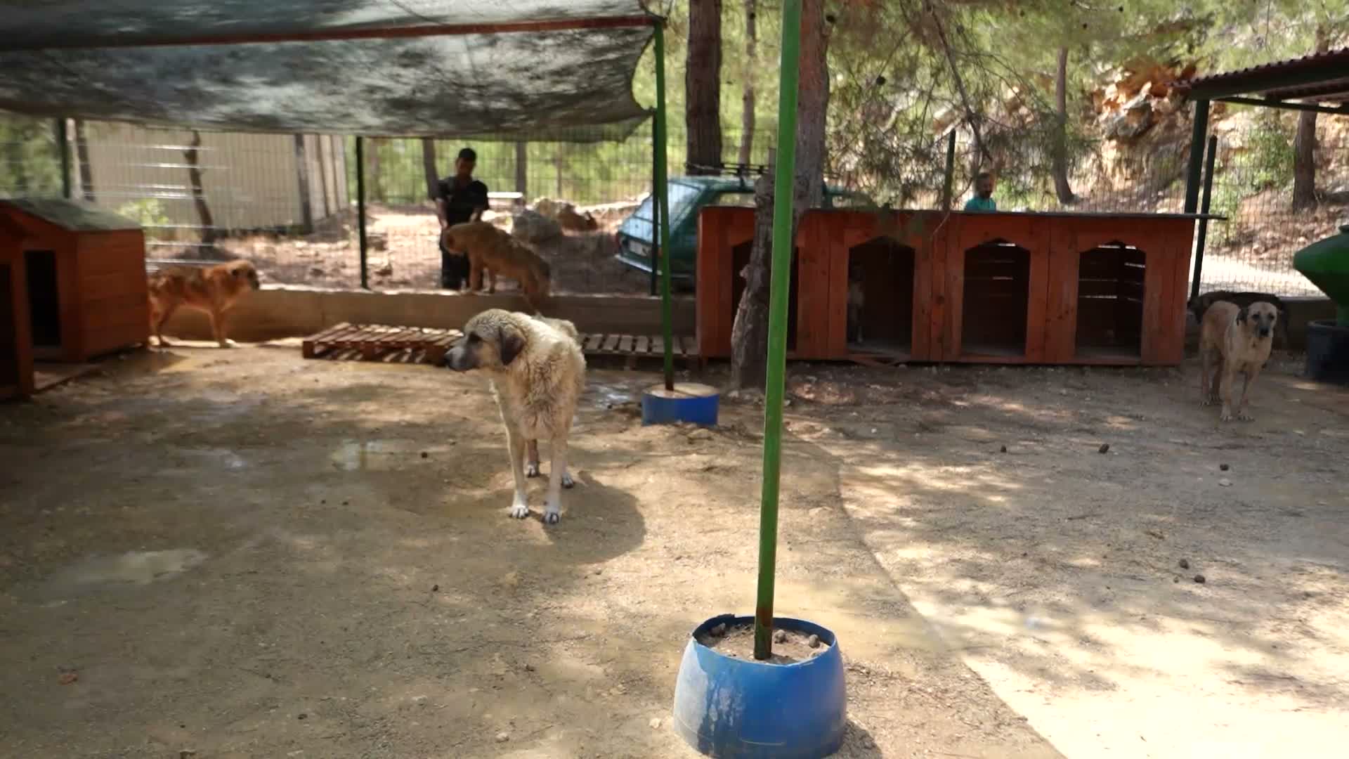 Mersin Büyükşehir Belediyesi, can dostlara yuva olmayı sürdürüyor