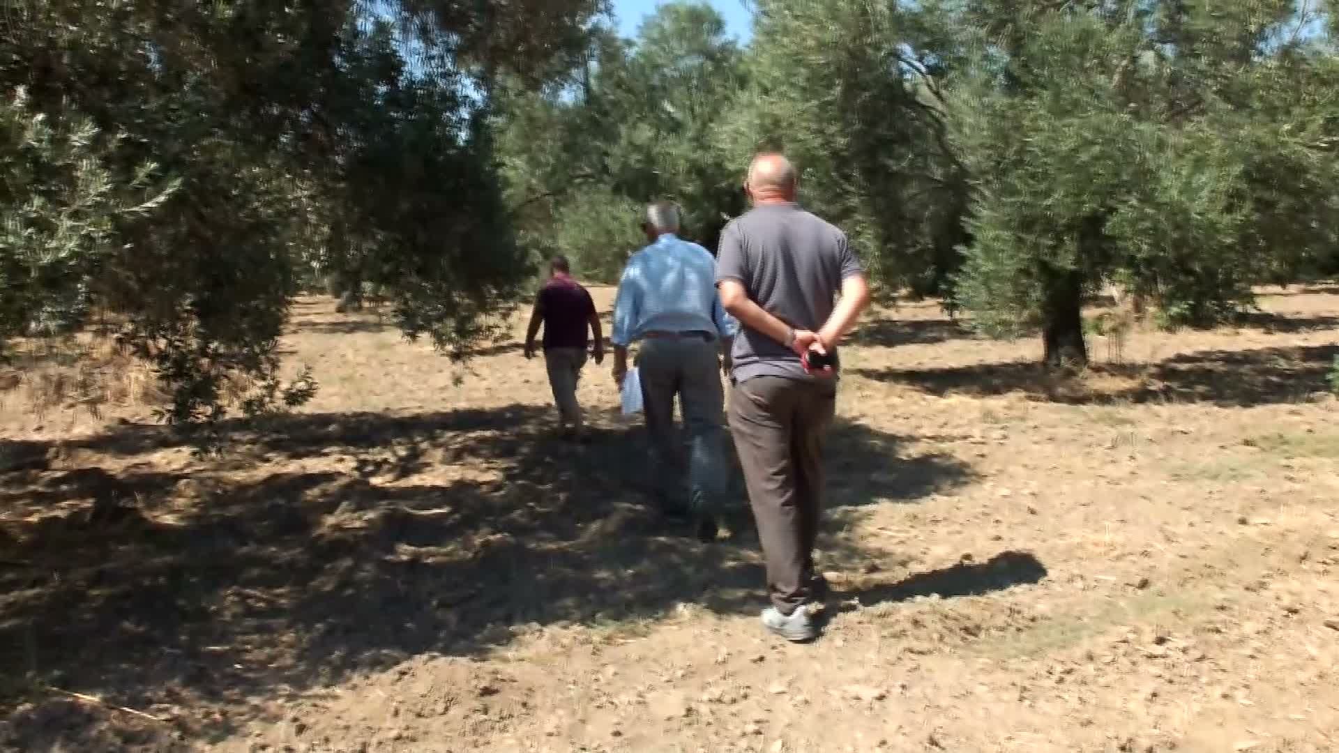 Zeytin üreticileri devlet desteği talebiyle bakanlığa dilekçe gönderdi