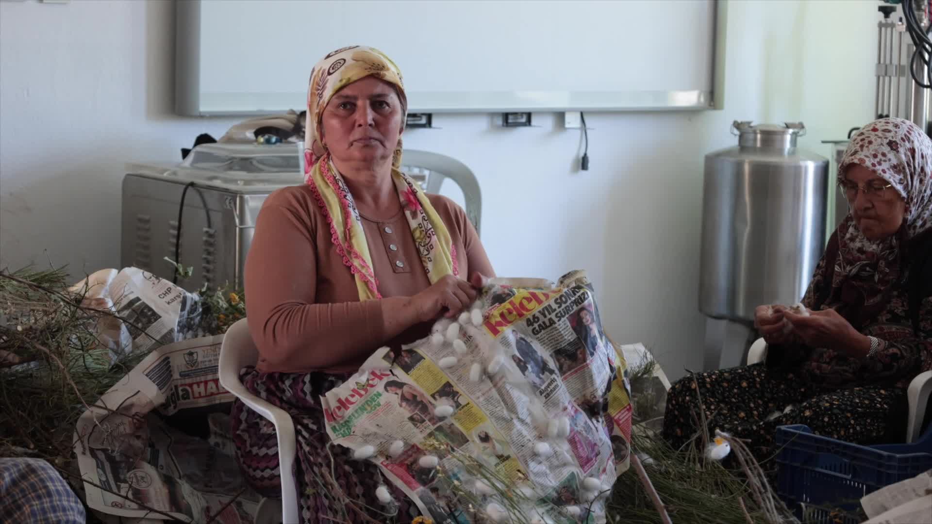Muğla’da kozalar berekete dönüştü: “İpek Böcekçiliğini İyileştirme ve Geliştirme” projesinde ilk hasat
