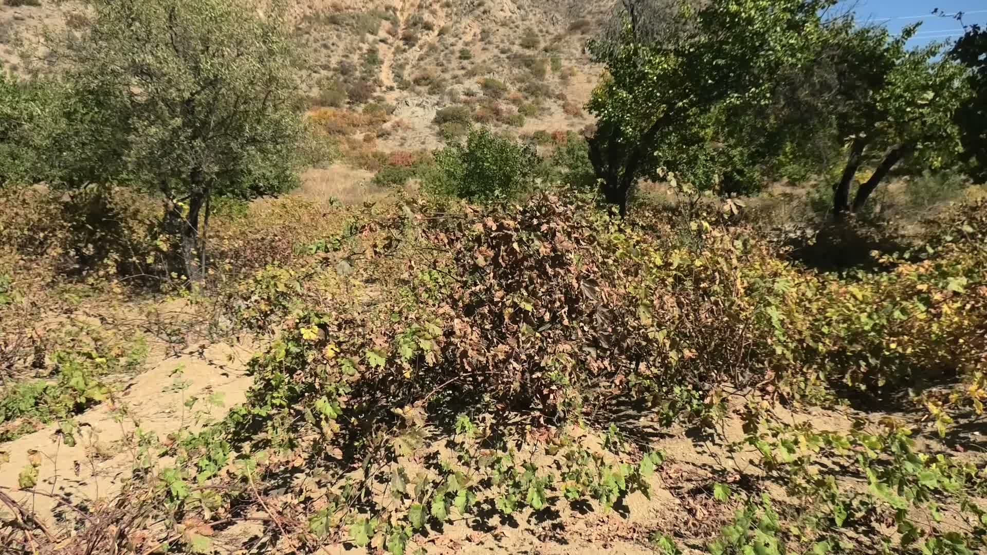 Yozgat’ta üzüm bağlarının büyük çoğunluğu kaderine terkedildi