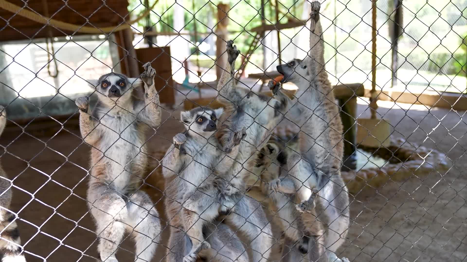 Tarsus Doğa Parkı'nın sevimli sakinleri çeşitli yöntemlerle serinletiliyor