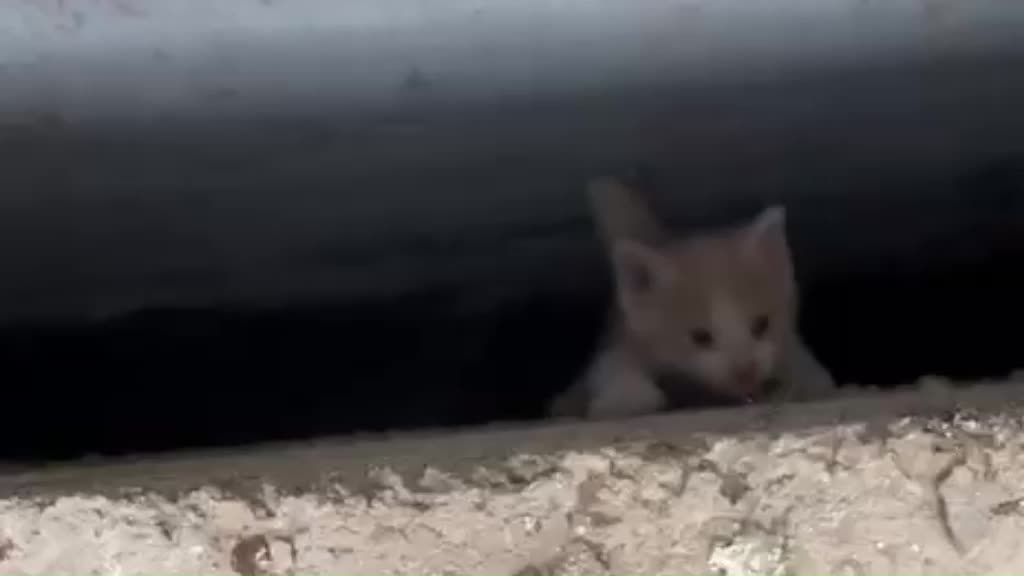Adıyaman İtfaiyesi’nden minik canlara yardım eli... Beş yavru kedi kurtarıldı