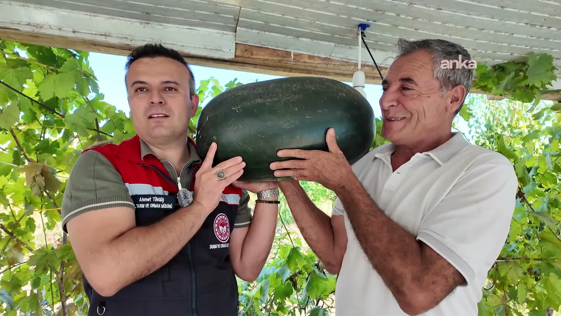Iğdır'da 40 kilograma yaklaşan karpuz yetiştirildi
