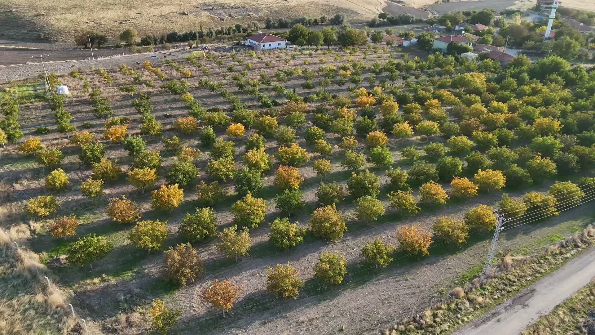 Yozgat’ta ceviz hasadı başladı... Üretici: "Her şey pahalandı, cevizde artış yok"