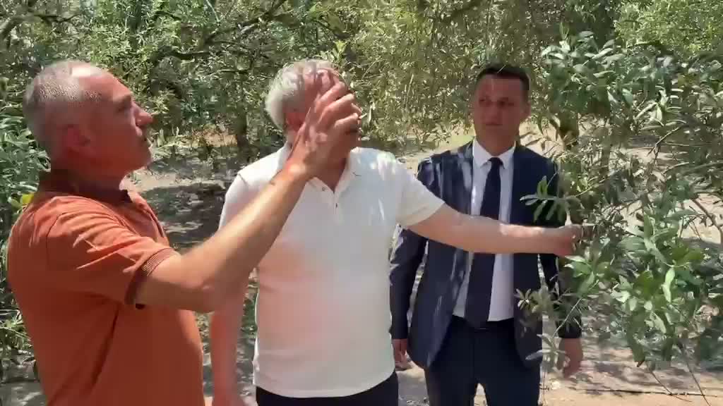 Dolu yağışı Akhisar'da zeytini vurdu: Bakırlıoğlu'ndan Tarım Bakanlığı'na acil destek çağrısı