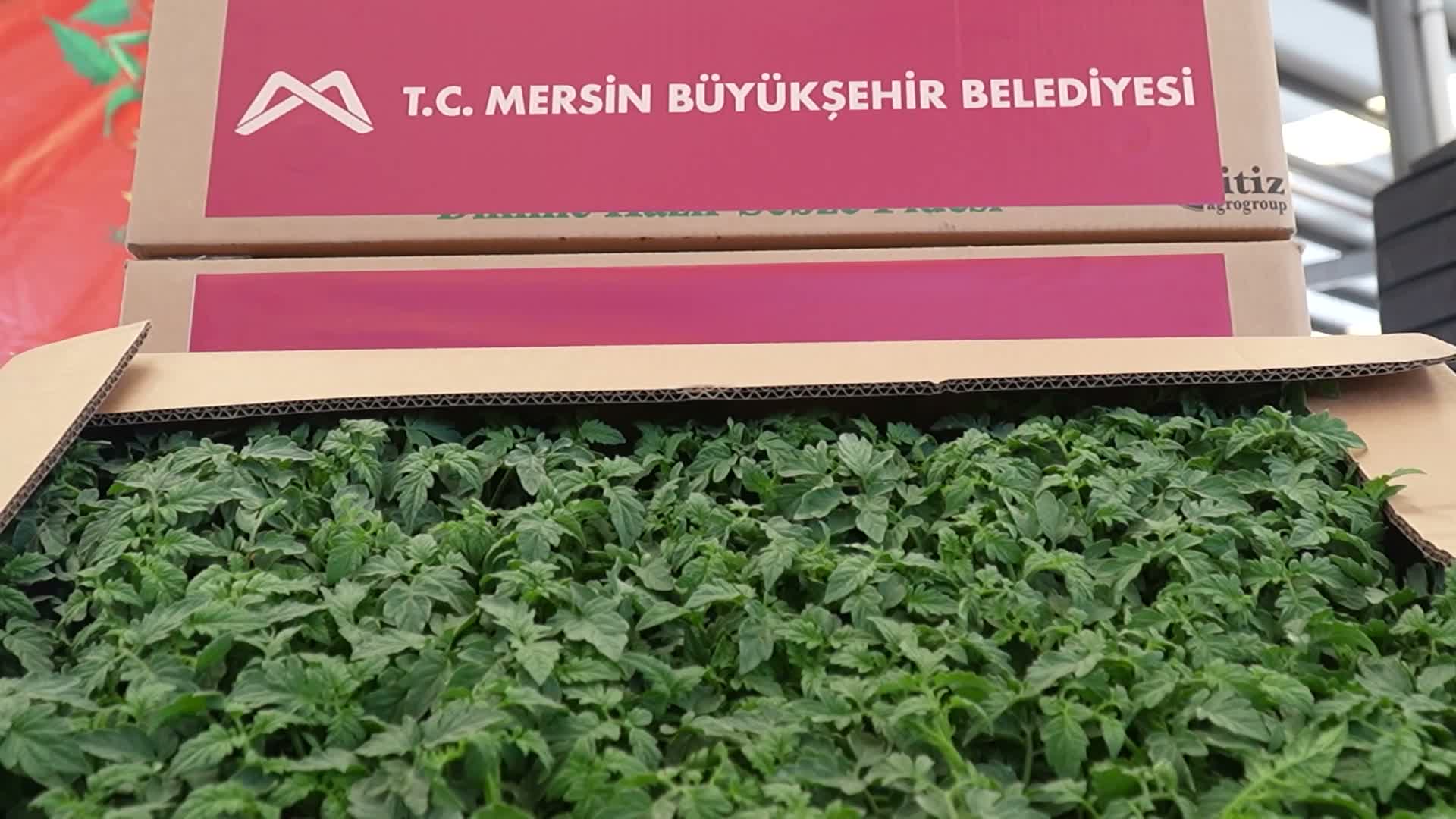 Mersin Büyükşehir Belediyesi'nden Erdemlili üreticilere domates fidesi desteği