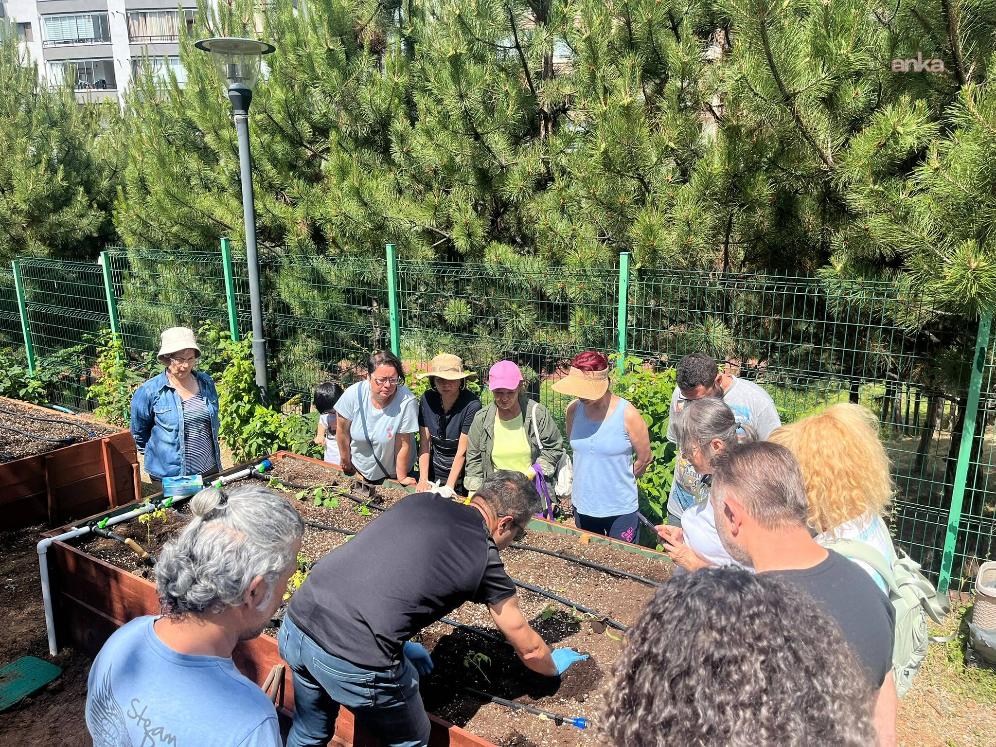 Çankaya’da kent bostanlarında atalık fideler toprakla buluşturuldu