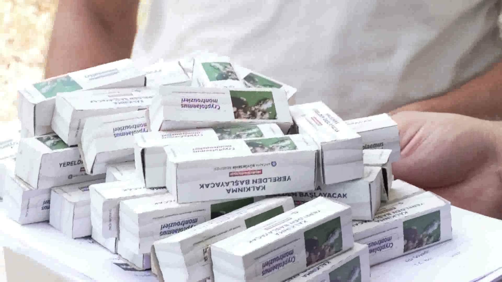 Antalya Büyükşehir Belediyesi’nden 800 dekar araziye faydalı böcek desteği