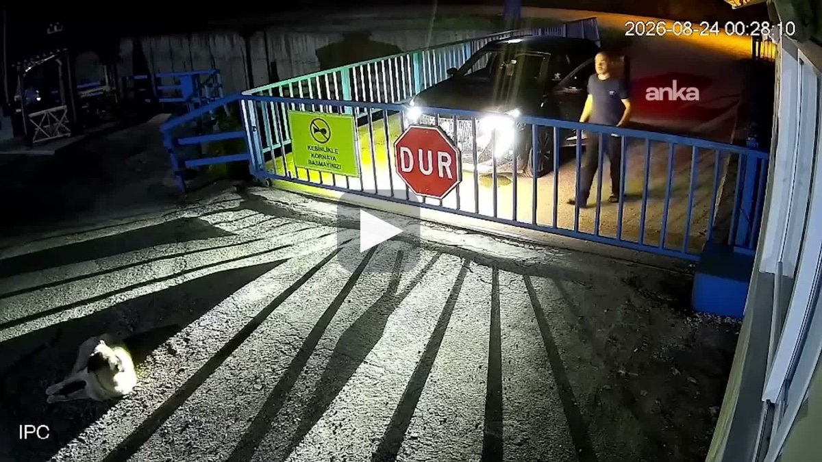 Giresun'da köpeği göz göre göre ezen sürücü yakal…