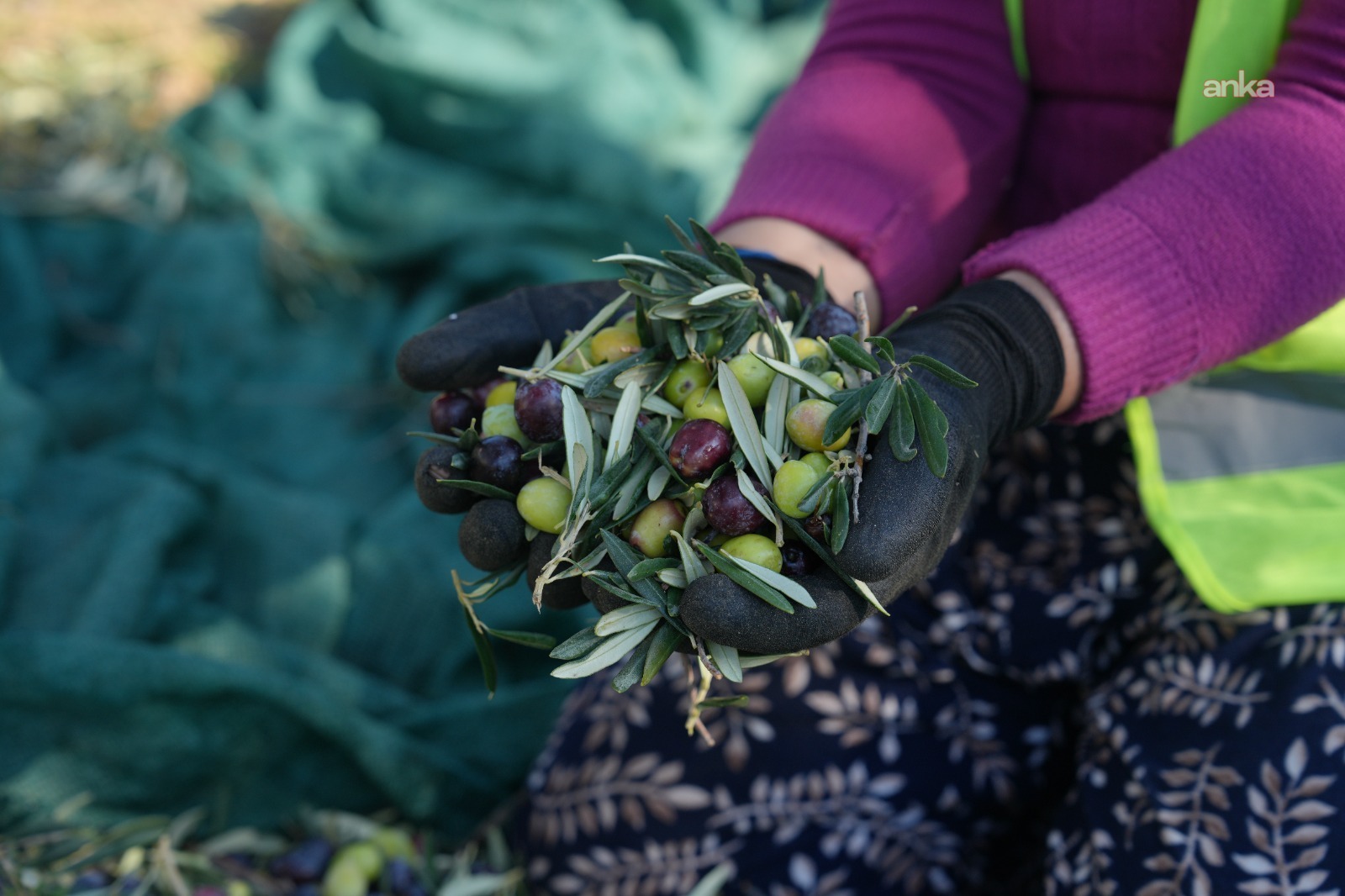 Burhaniye Belediyesi’nin 3 bin zeytin ağacında hasat sezonu başladı