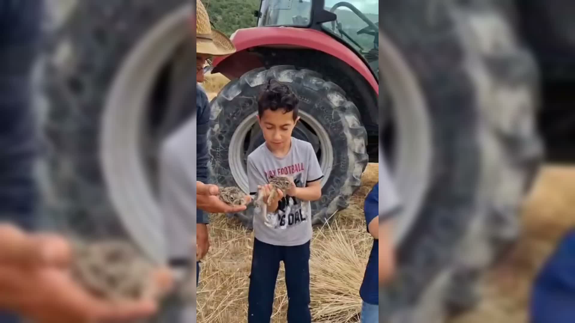 Sinoplu çiftçi, tarlada ekin biçerken bulduğu 3 yavru tavşanı doğaya bıraktı