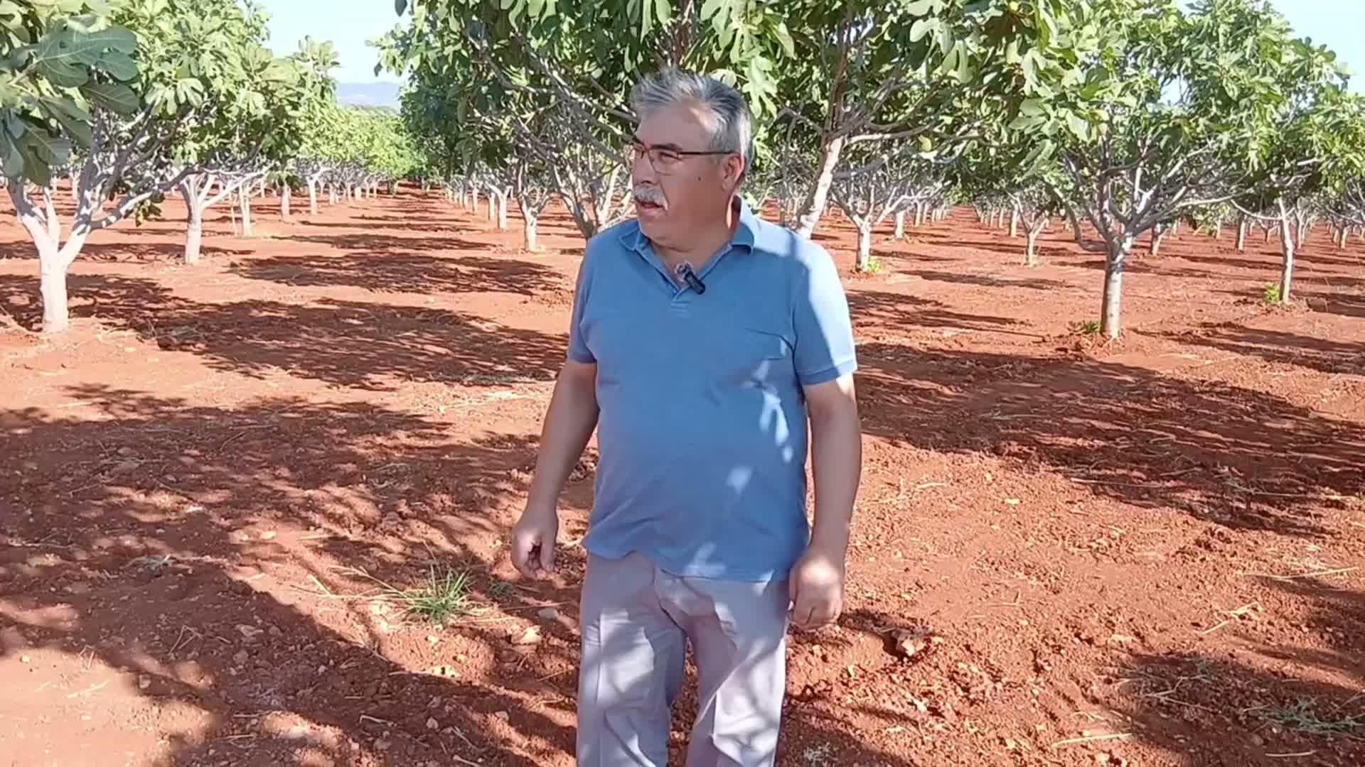 Aydın'da yol yapım çalışmaları sırasında oluşan toz incirleri dalından döktü