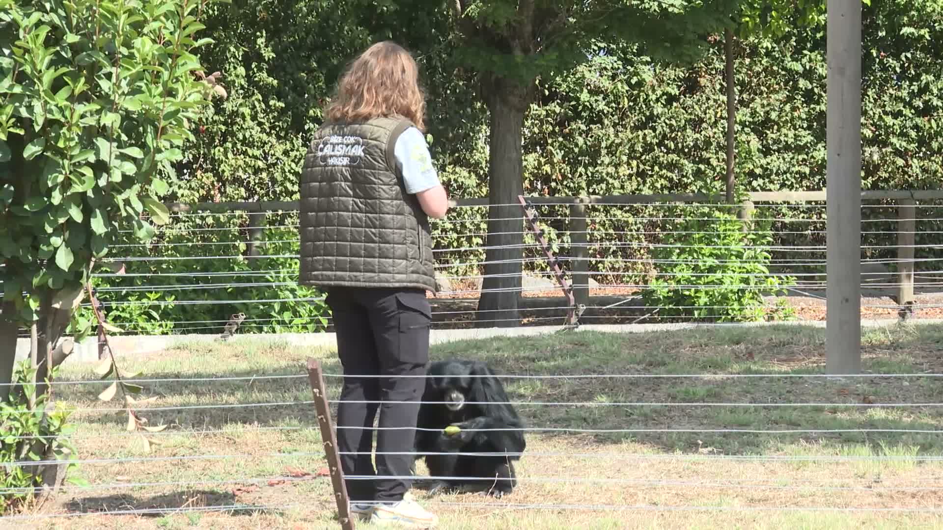 Darıca’dan İzmir’e gelen dört primatın bakıcısı da peşlerinden geldi
