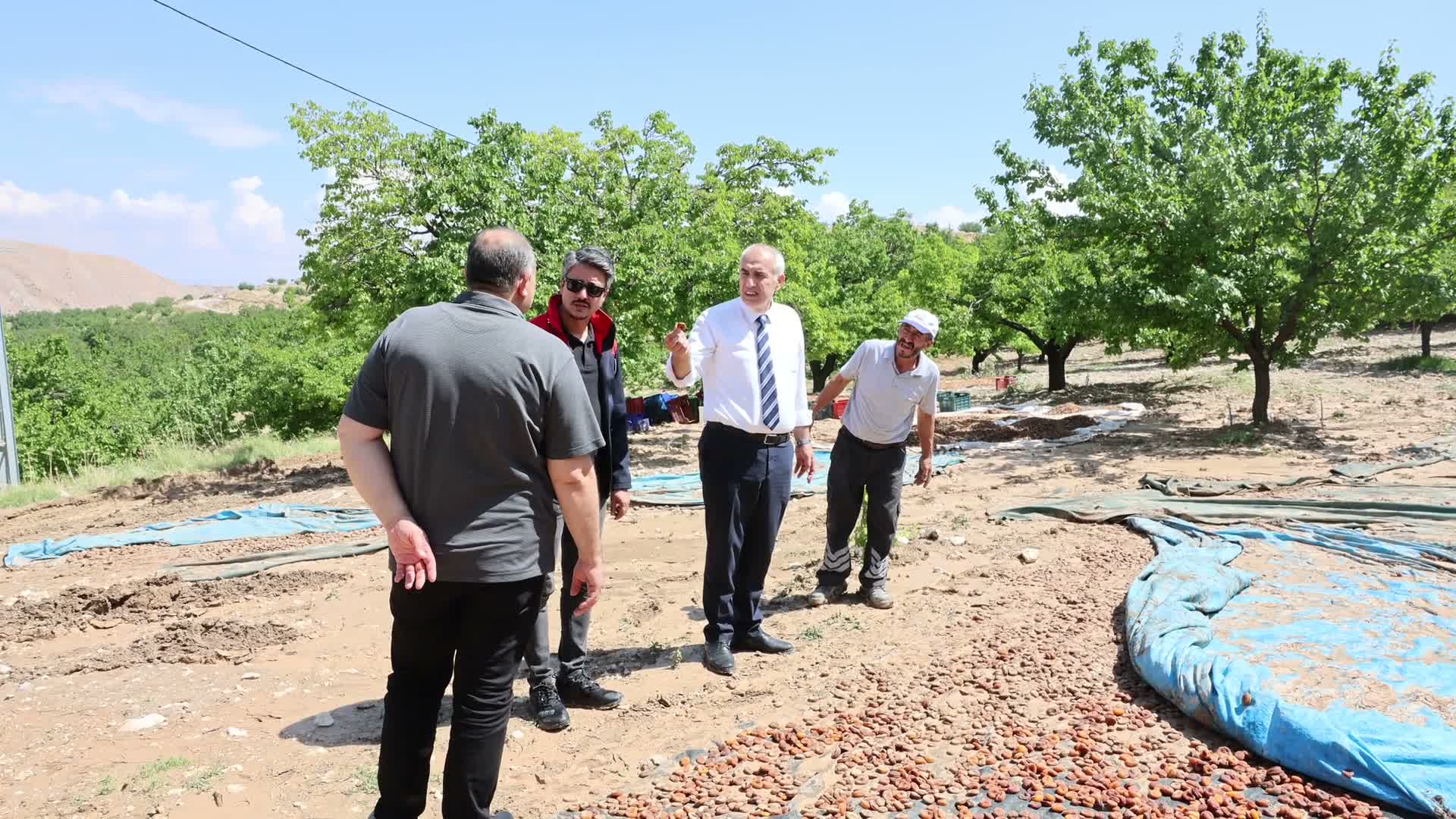Hekimhan’da aşırı yağış kayısıya zarar verdi: Hasar tespit çalışmaları sürüyor