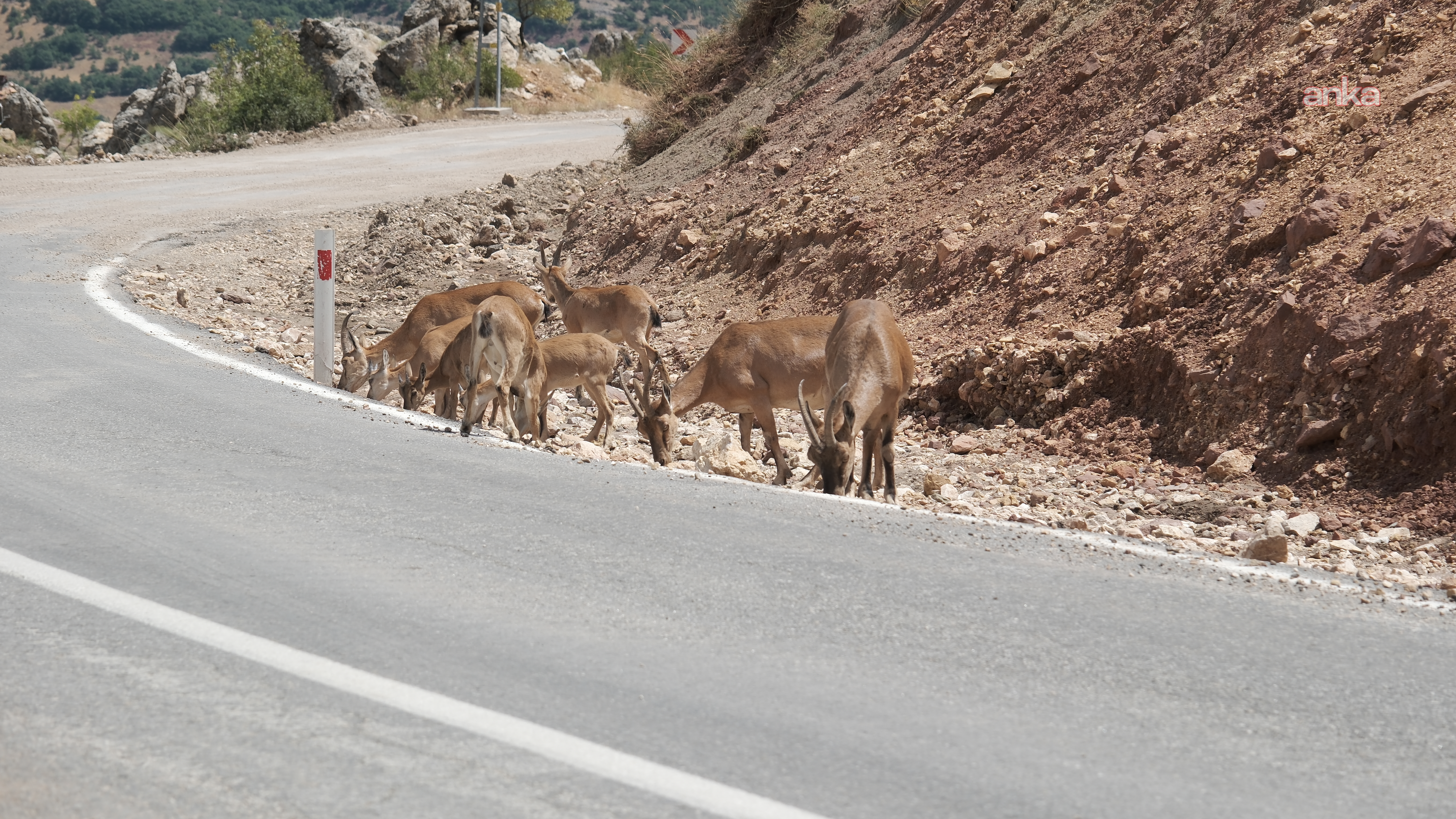 Tunceli’de dağ keçisi avı süresiz yasaklandı