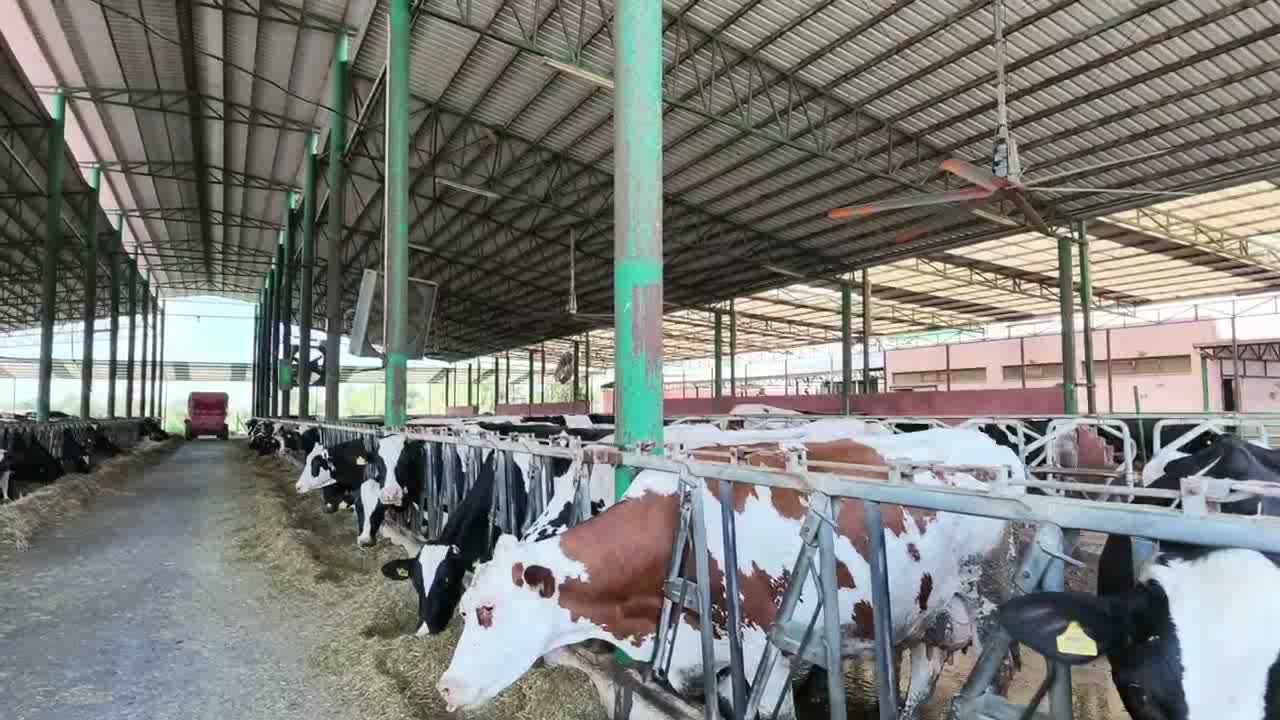 Aydın’da üretici artan maliyetlerden şikayet etti: “Bir litre sütle 1,5 kilo yem almalıyız”
