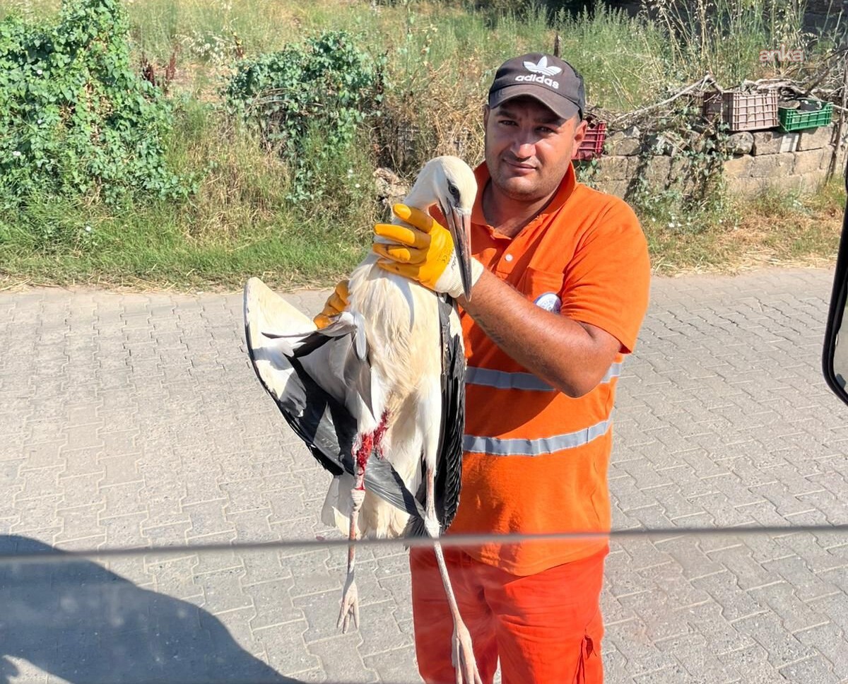 Milas Belediyesi personelinin dikkati yaralı leyleği kurtardı