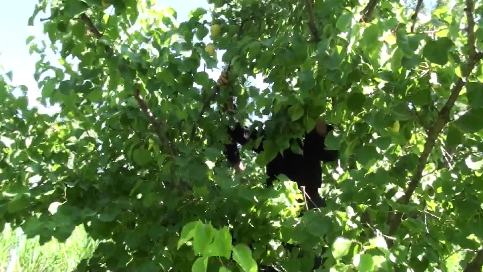 Iğdır’da kayısı hasadı başladı