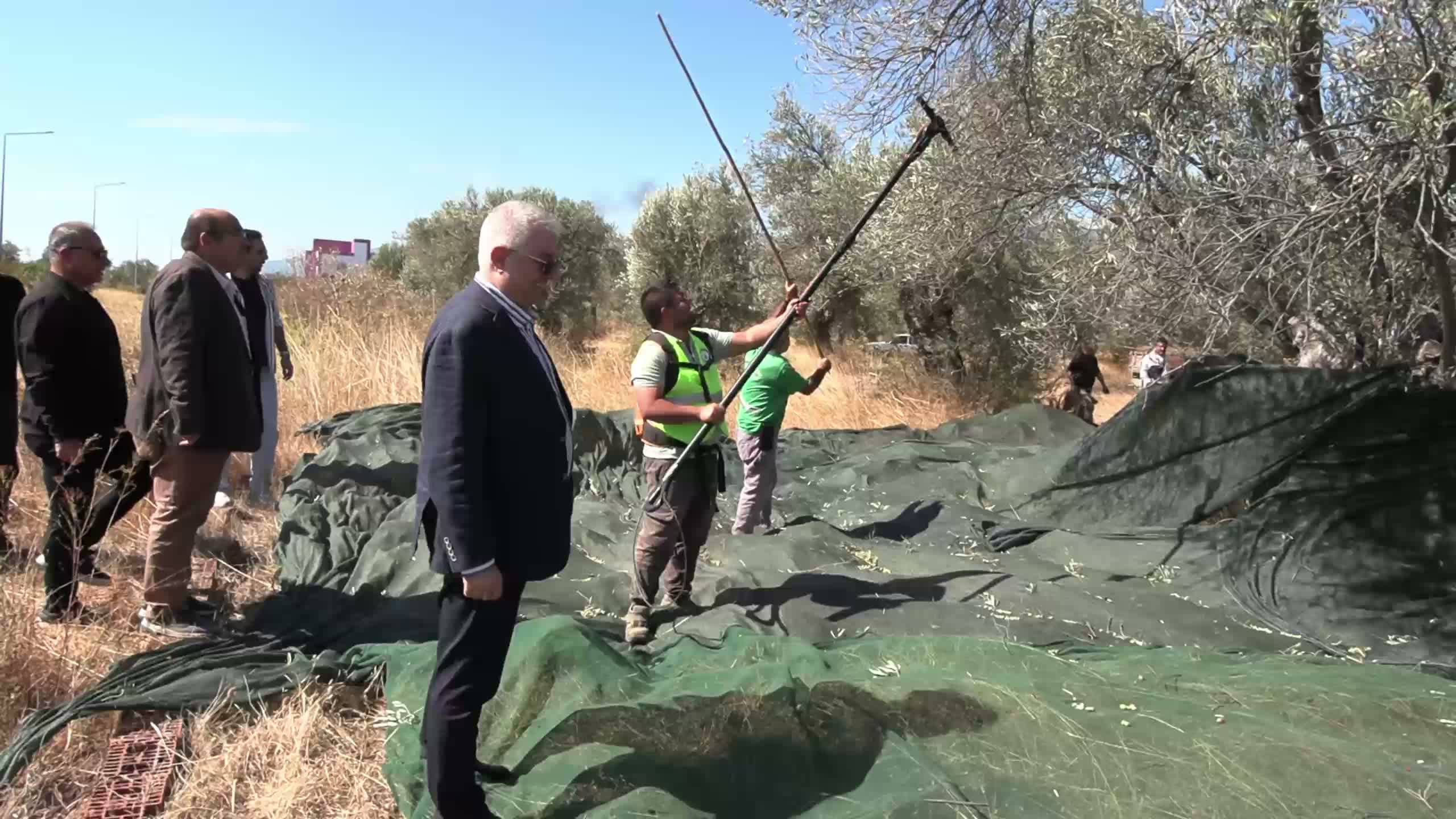 Edremit Belediyesi zeytinliklerinde hasat zamanı