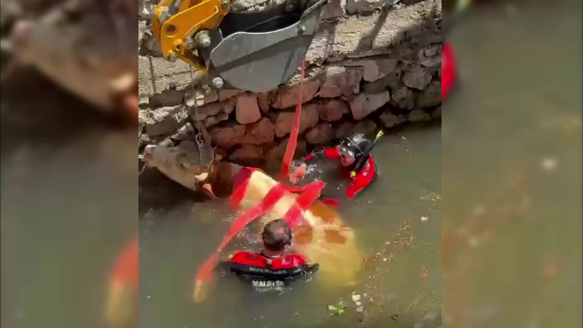 Sulama havuzuna düşen inek, itfaiye ekiplerince kurtarıldı