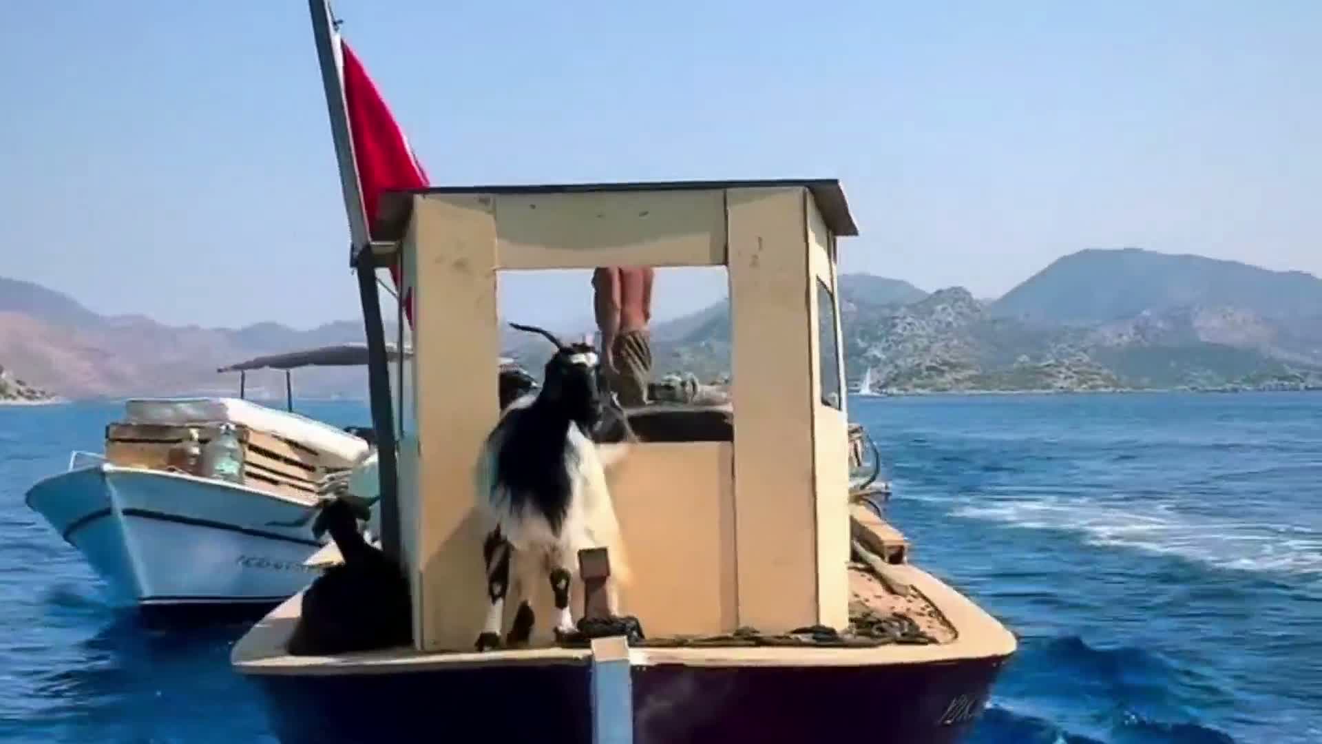 Bozburun’da Yörükler dağlara değil, denizlere göçüyor