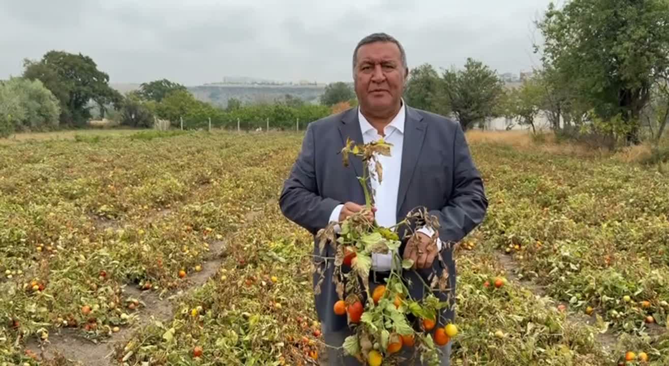 CHP'li Gürer: "Domates çiftçisi artan  girdi maliyetleri nedeniyle ürününü değerinde satamıyor"