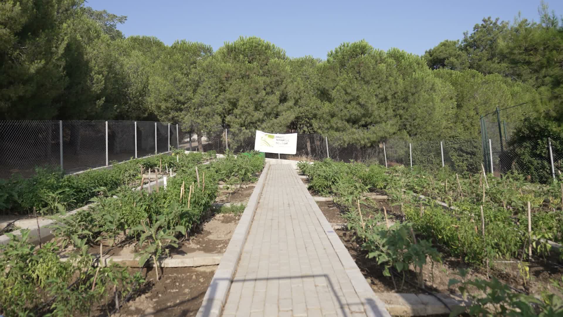 Mahalle bostanlarında üretim ve dayanışma büyüyor