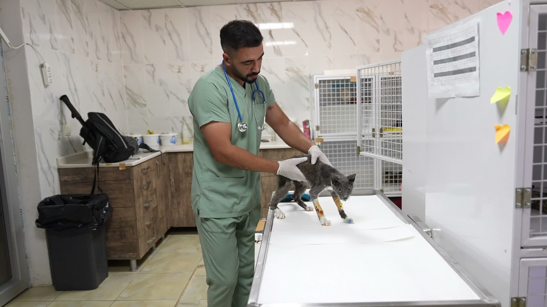 Mersin Büyükşehir Belediyesi Kaşlı Bakımevi'nde yaralı can dostlara ikinci yaşam şansı